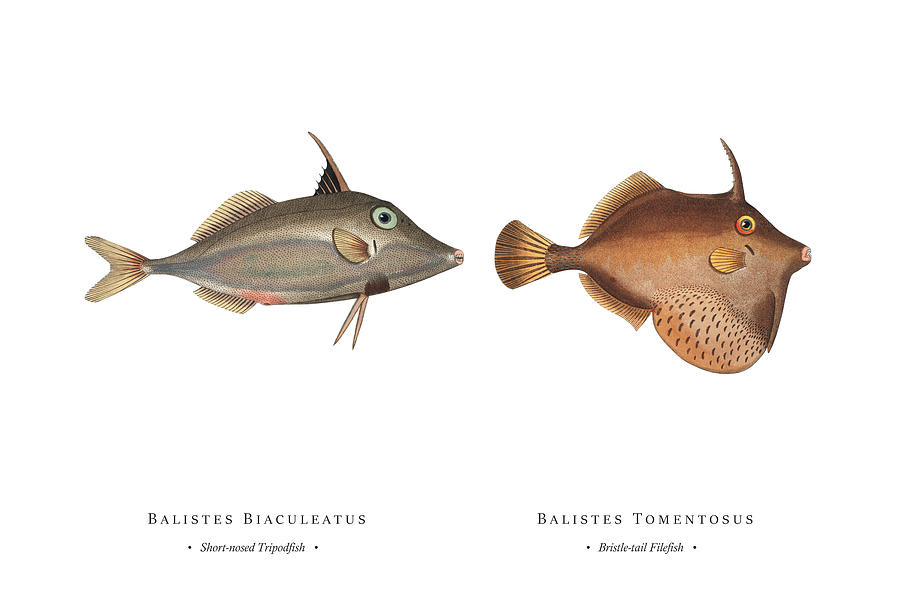 Vintage Fish Illustration - Short-nosed Tripodfish, Bristle-tail Filefish Digital Art by Studio Grafiikka