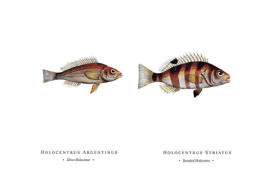 Vintage Fish Illustration - Silver-Holocentre, Streaked Holocentre Digital Art by Studio Grafiikka