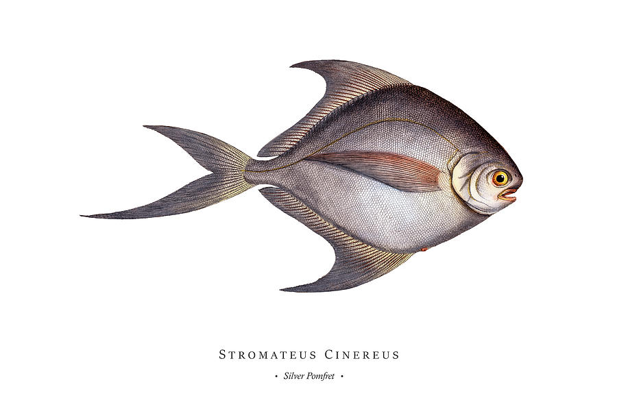 Vintage Fish Illustration - Silver Pomfret Digital Art