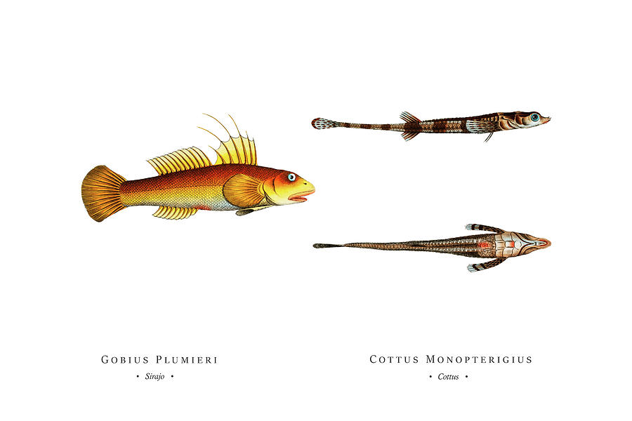Vintage Fish Illustration - Sirajo, Cottus Digital Art
