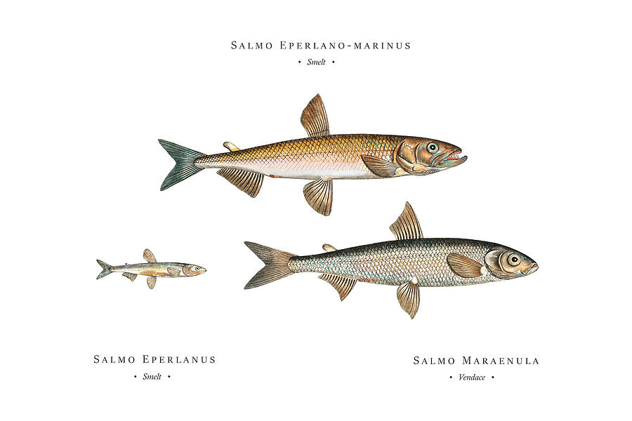Vintage Fish Illustration - Smelt, Smelt, Vendace Digital Art by Studio Grafiikka
