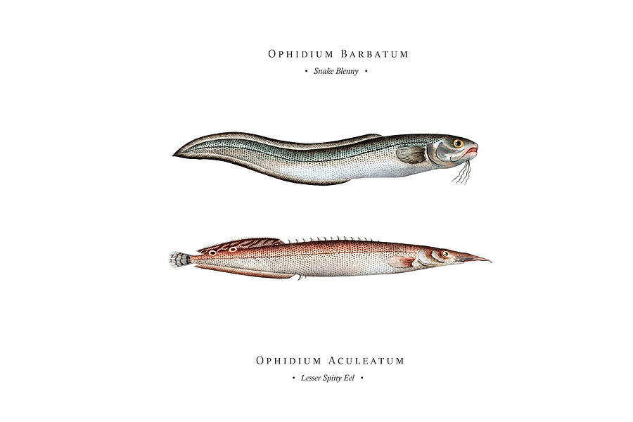 Vintage Digital Art - Vintage Fish Illustration - Snake Blenny, Lesser Spiny Eel by Studio Grafiikka