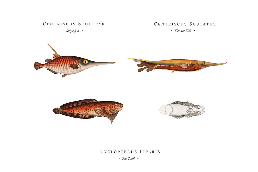 Vintage Fish Illustration - Snipe-fish, Slender fish, Sea snail Digital Art by Studio Grafiikka