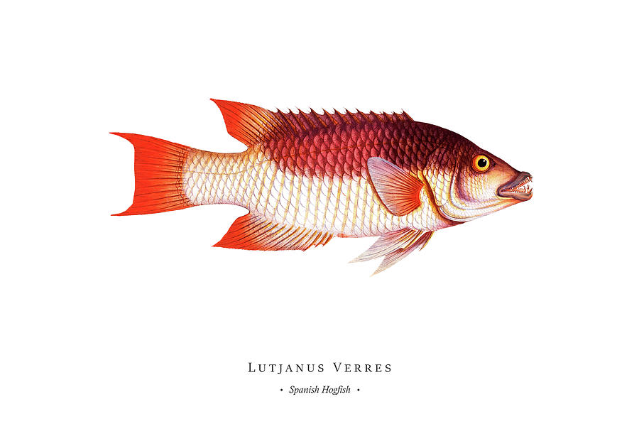 Vintage Fish Illustration - Spanish Hogfish Digital Art by Marcus E ...