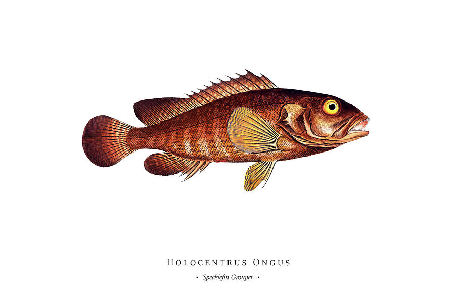 Vintage Fish Illustration - Specklefin Grouper Digital Art by Studio ...