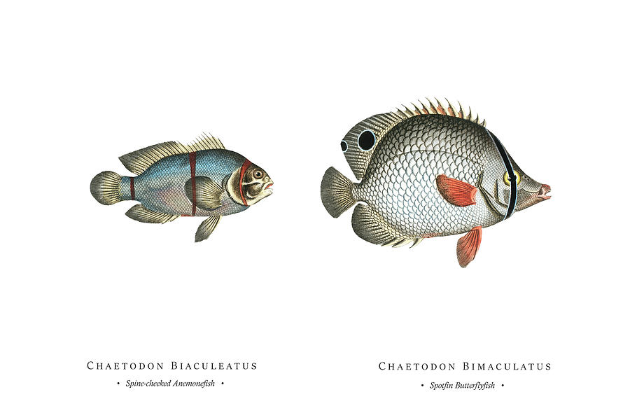 Vintage Fish Illustration - Spine-cheeked Anemonefish, Spotfin Butterflyfish Digital Art by Studio Grafiikka