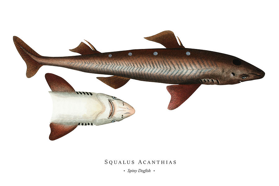 Vintage Fish Illustration - Spiny Dogfish Digital Art by Marcus E Bloch