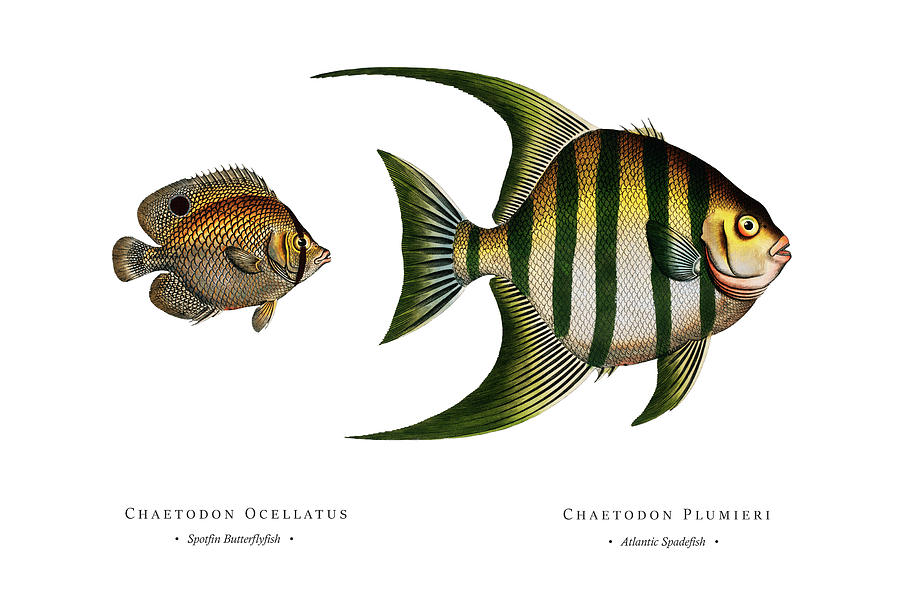 Vintage Fish Illustration - Spotfin Butterflyfish, Atlantic Spadefish Digital Art by Studio Grafiikka