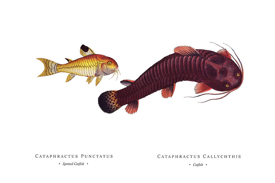 Vintage Fish Illustration - Spotted Catfish, Catfish Digital Art by Studio  Grafiikka - Fine Art America