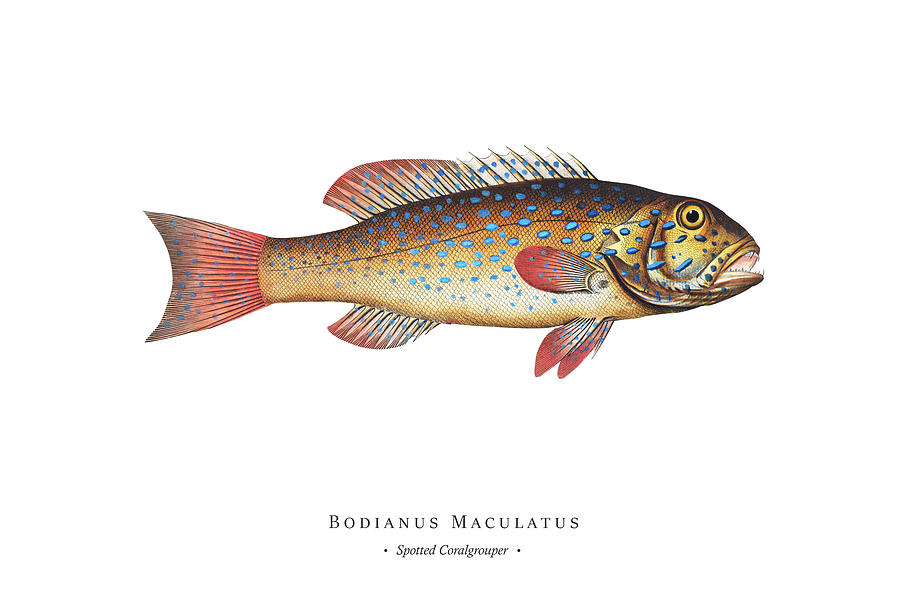 Vintage Fish Illustration - Spotted Coralgrouper Digital Art by Studio ...