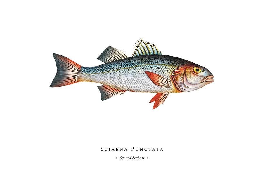 Vintage Fish Illustration - Spotted Seabass Digital Art by Studio Grafiikka