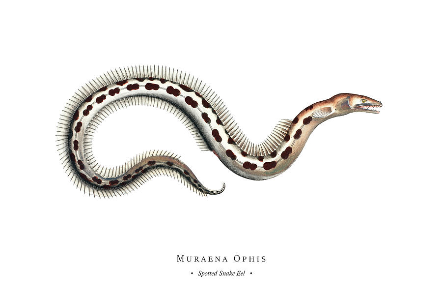 Vintage Fish Illustration - Spotted Snake Eel Digital Art