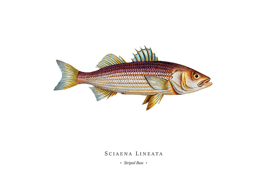 Vintage Digital Art - Vintage Fish Illustration - Striped Bass by Studio Grafiikka
