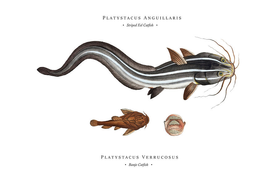 Vintage Fish Illustration - Striped Eel Catfish, Banjo Catfish Digital Art