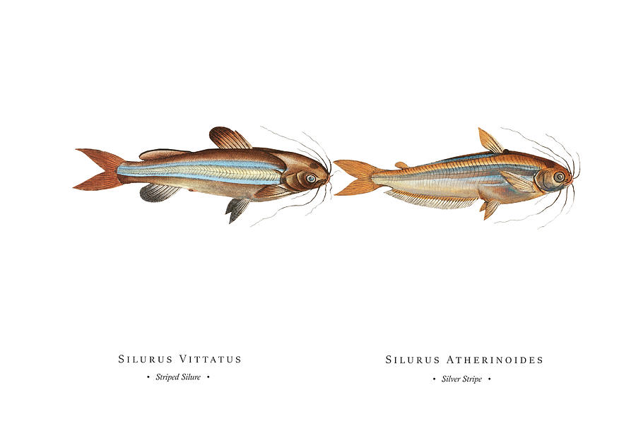Vintage Fish Illustration - Striped Silure, Silver Stripe Digital Art by Studio Grafiikka