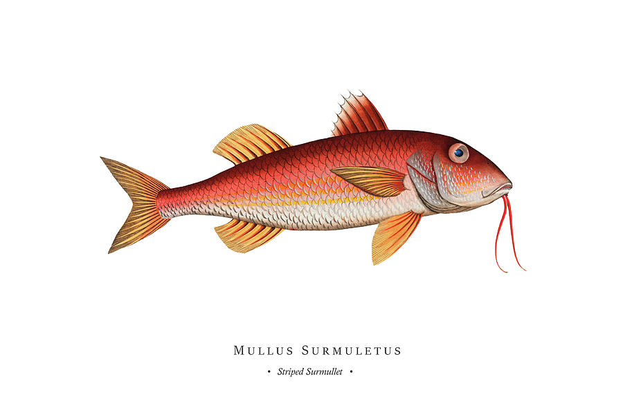 Vintage Fish Illustration - Striped Surmullet Digital Art by Studio ...