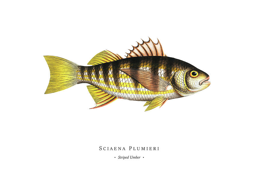 Vintage Fish Illustration - Striped Umber Digital Art by Marcus E Bloch