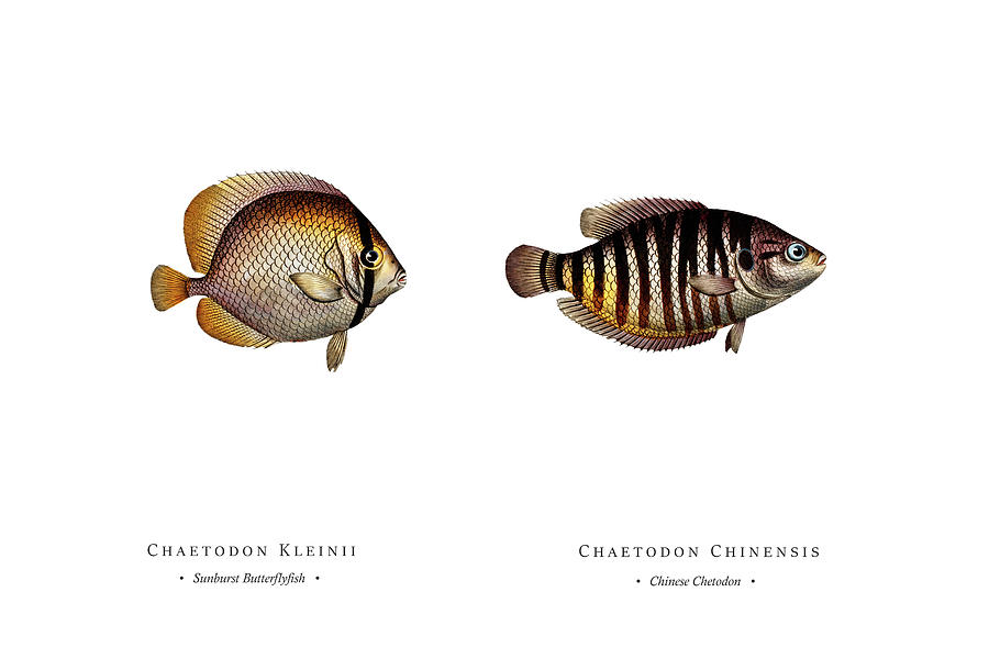 Vintage Fish Illustration - Sunburst Butterflyfish, Chinese Chetodon Digital Art