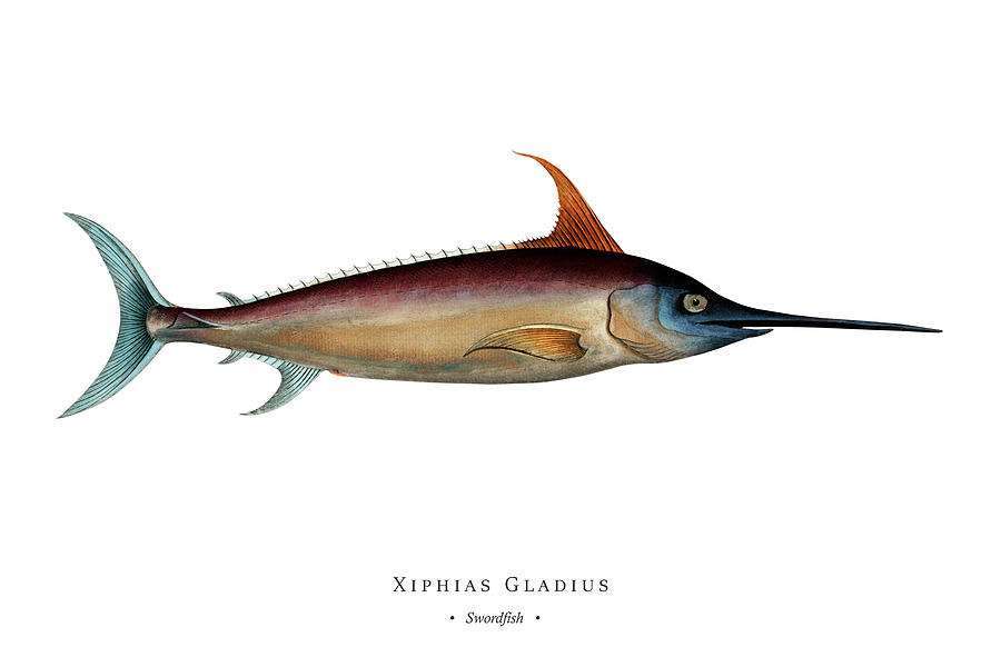 Vintage Fish Illustration - Swordfish Digital Art by Marcus E Bloch