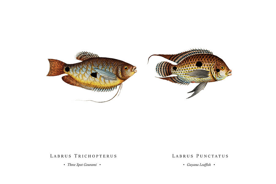 Vintage Fish Illustration - Three Spot Gourami, Guyana Leaffish Digital Art