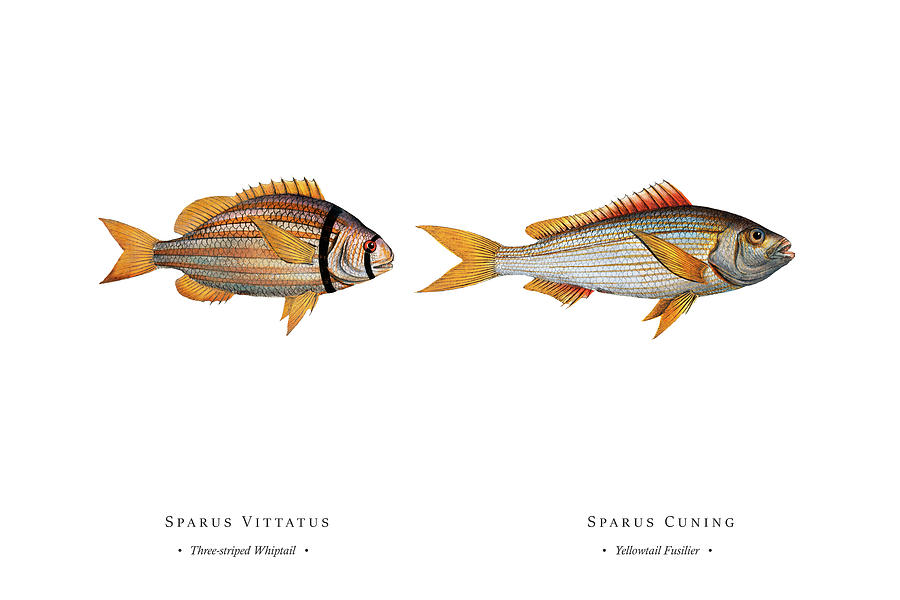 Vintage Fish Illustration - Three-striped Whiptail, Yellowtail Fusilier Digital Art by Studio Grafiikka