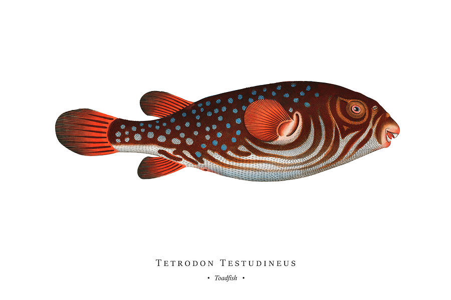 Vintage Fish Illustration - Toadfish Digital Art by Marcus E Bloch