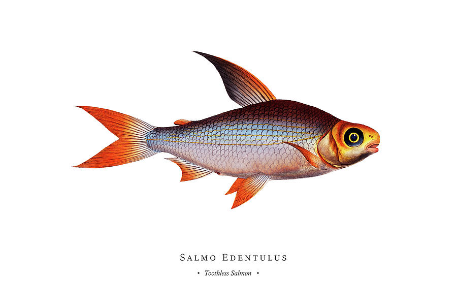 Vintage Fish Illustration - Toothless Salmon Digital Art