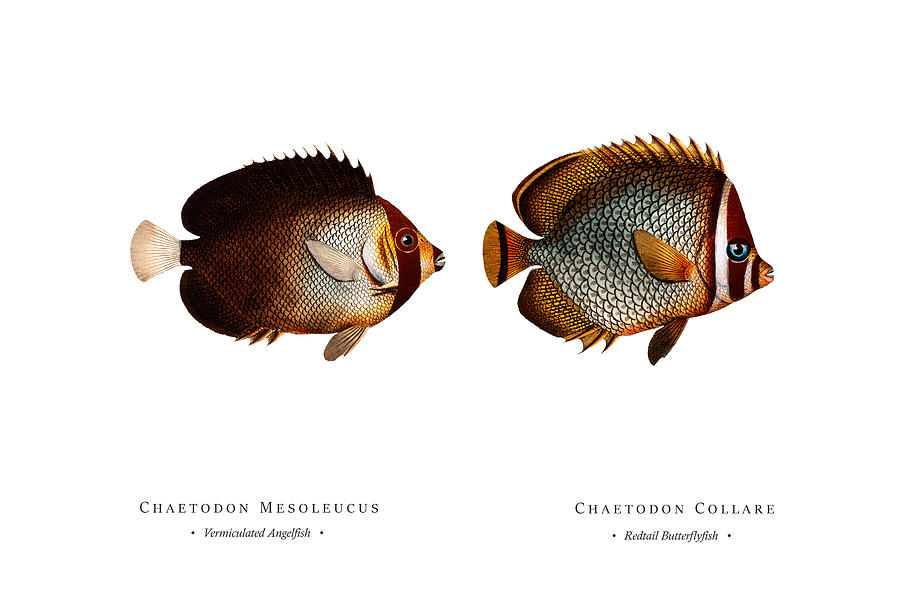 Vintage Fish Illustration - Vermiculated Angelfish, Redtail Butterflyfish Digital Art