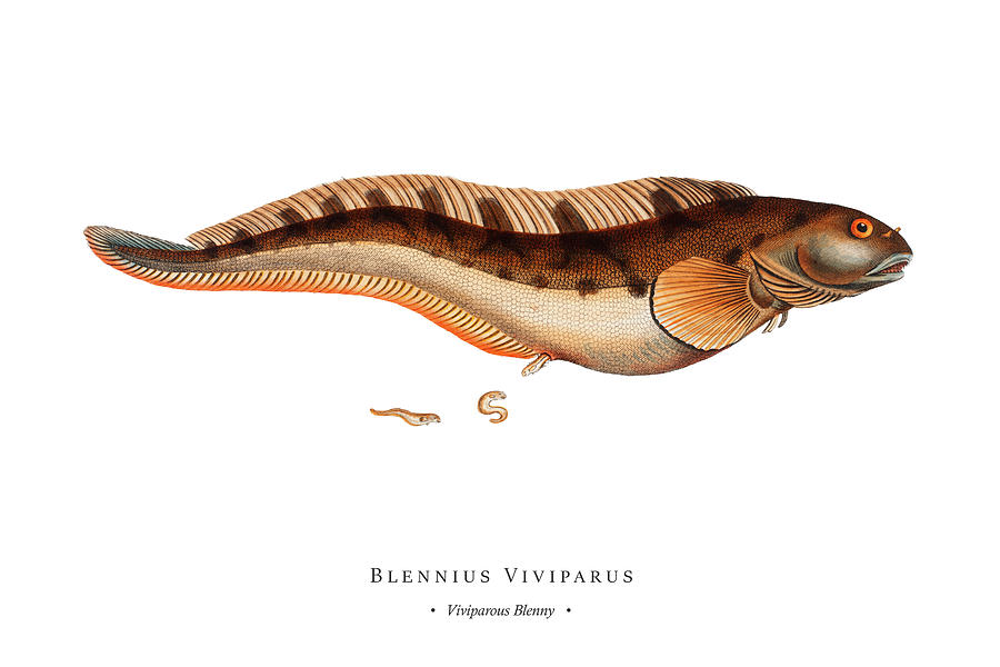 Vintage Fish Illustration - Viviparous Blenny Digital Art by Studio Grafiikka