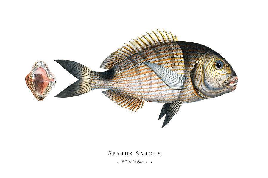Vintage Fish Illustration - White Seabream Digital Art by Studio Grafiikka