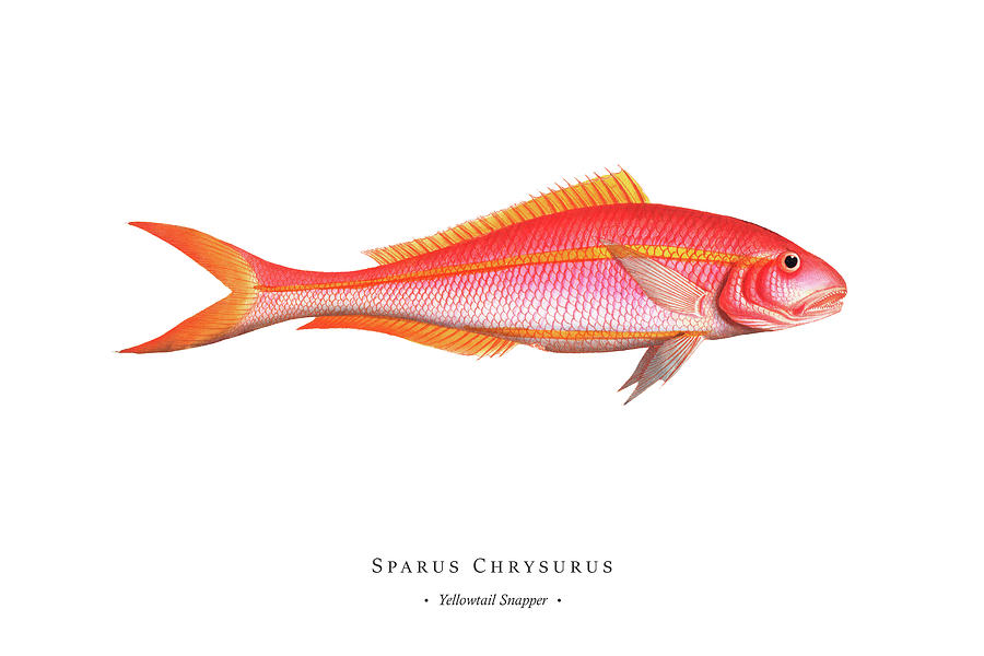 Vintage Digital Art - Vintage Fish Illustration - Yellowtail Snapper by Studio Grafiikka