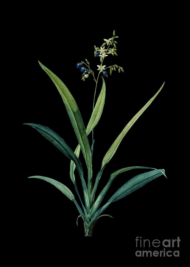 Vintage Flax Lilies Botanical Art On Solid Black N.1024 Mixed Media