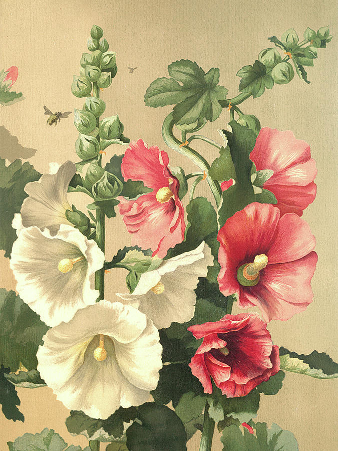 Vintage Floral Hollyhocks Digital Art
