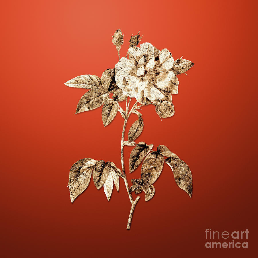 Flower Painting - Vintage Flower Gold French Rosebush with Variegated Flowers on Tomato Red n.04432 by Holy Rock Design