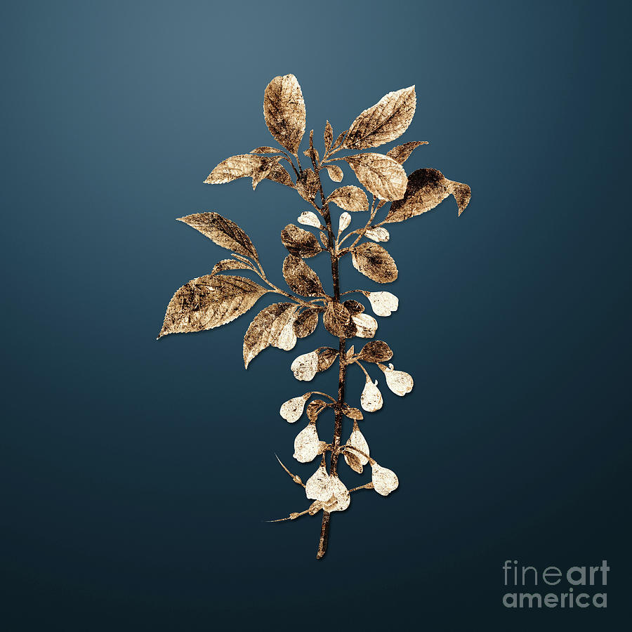 Vintage Painting - Vintage Flower Gold Mountain Silverbell on Dusk Blue n.04522 by Holy Rock Design