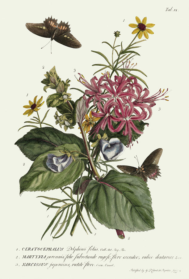 Vintage flowers and butterflies - Bidens, Japanese narcissus Mixed Media by Georg Dionysius Ehret