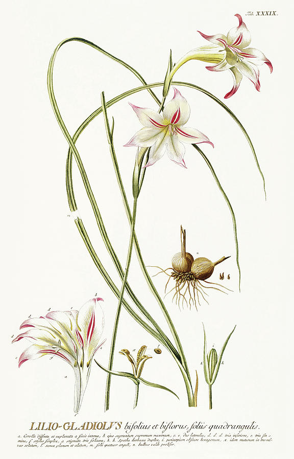 Vintage flowers - Gladioli lilio-gladiolus sword lily Mixed Media by Georg Dionysius Ehret