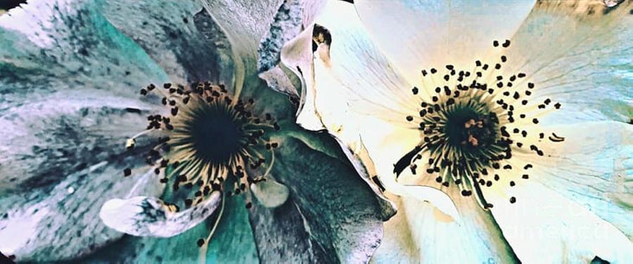 Vintage Flowers Digital Art by Tracey Lee Cassin
