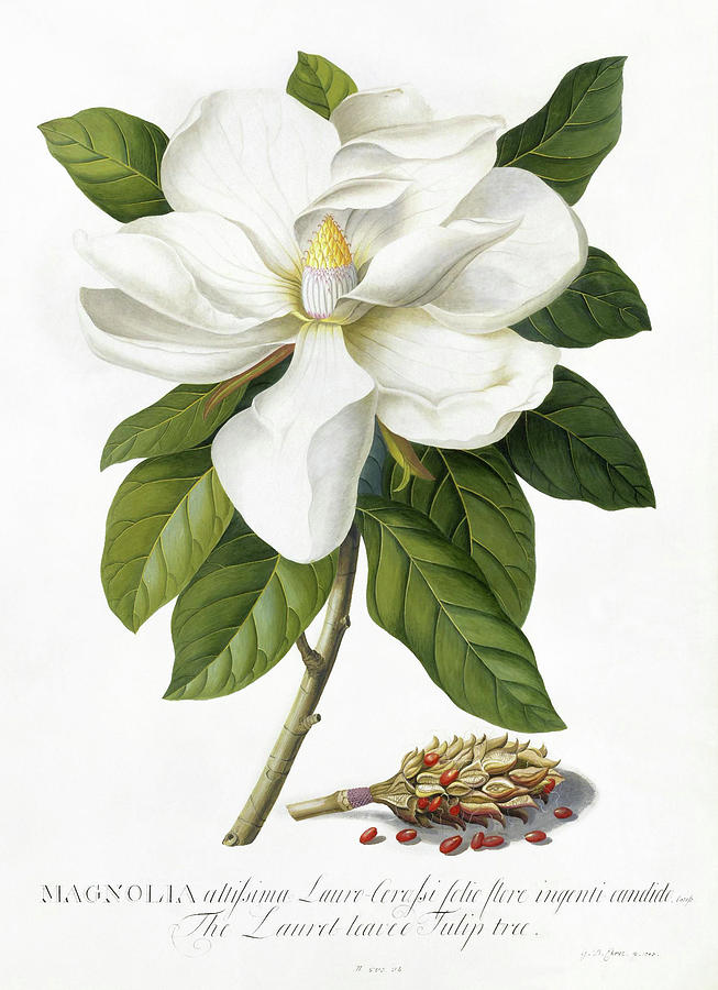 Vintage flowers - White magnolia Mixed Media by Georg Dionysius Ehret