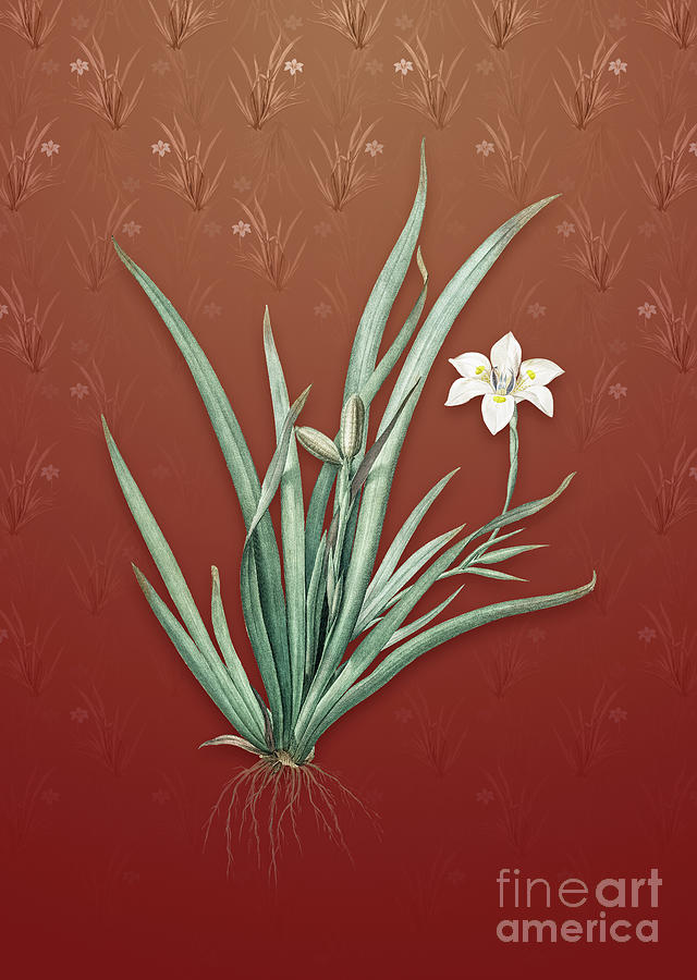 Vintage Fortnight Lily Botanical Art on Falu Red Pattern n.1328 Mixed Media by Holy Rock Design