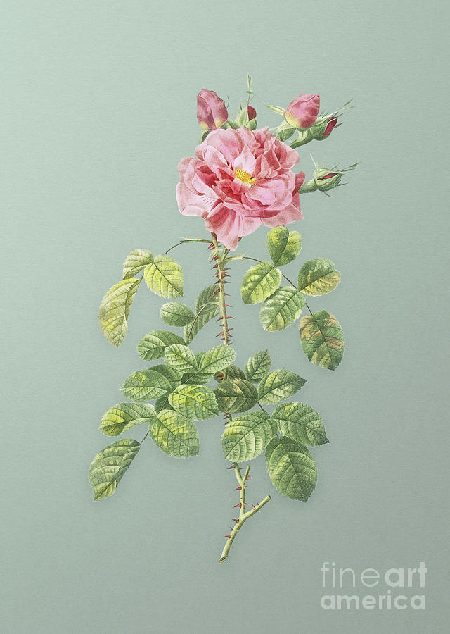 Vintage Four Seasons Rose in Bloom Botanical Art on Mint Green n.0515 Mixed Media by Holy Rock Design