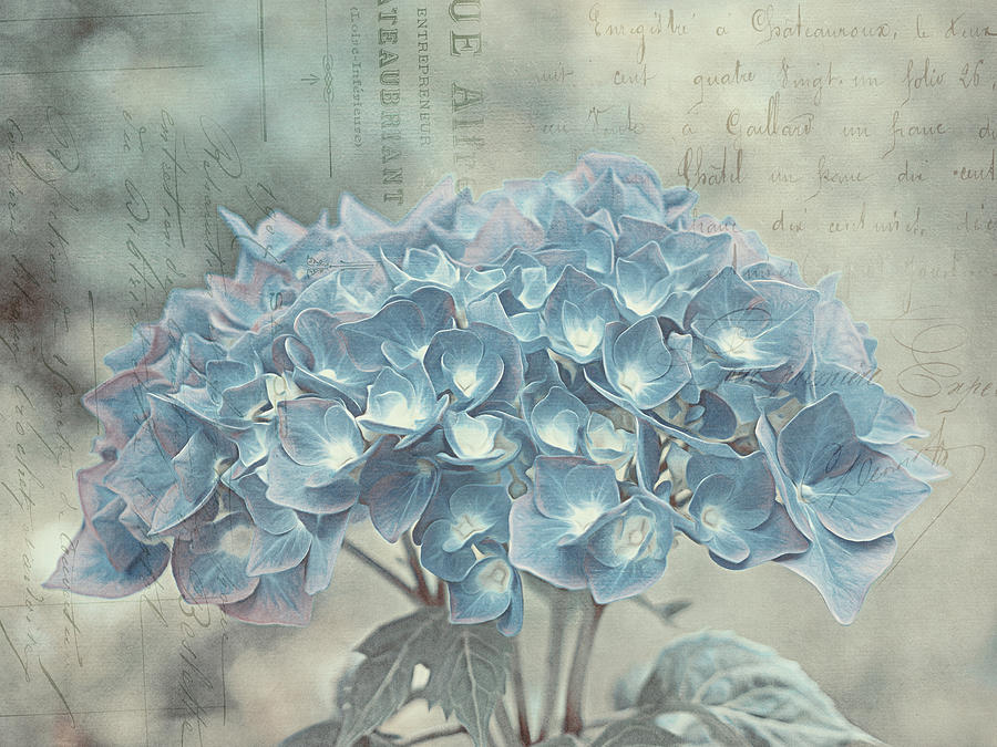 Vintage French Botanical Hydrangea Photograph by Maria Angelica Maira