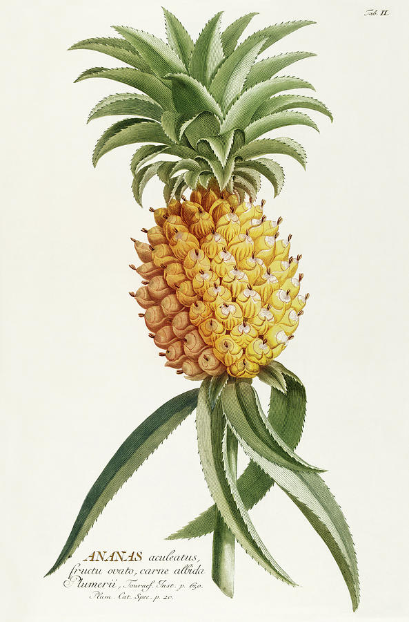 Vintage fruits - Ananas Mixed Media by Georg Dionysius Ehret
