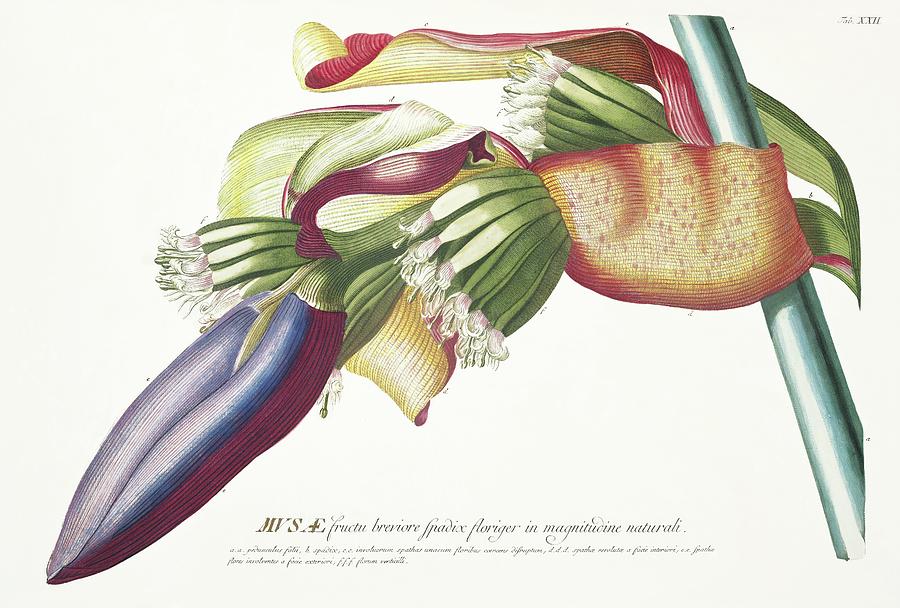 Vintage fruits - Banana flower colorful macro Mixed Media by Georg Dionysius Ehret