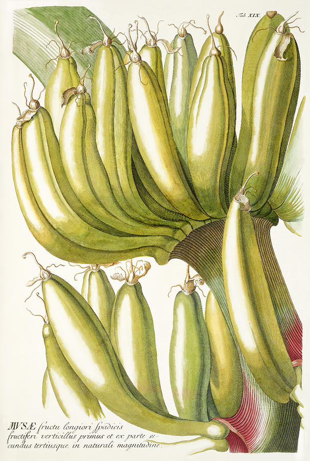 Vintage fruits - Banana Mixed Media by Georg Dionysius Ehret
