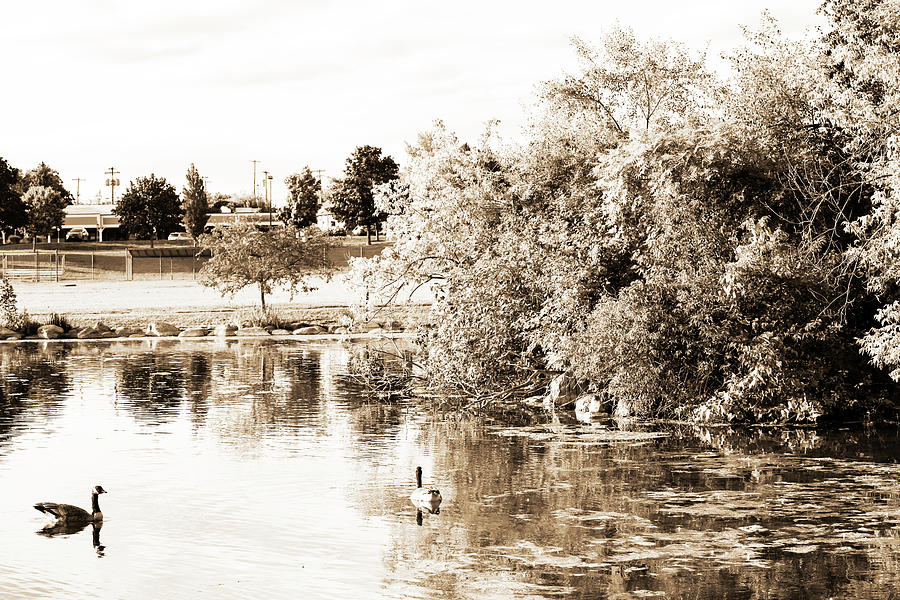 Vintage Geese  Photograph by David Stasiak