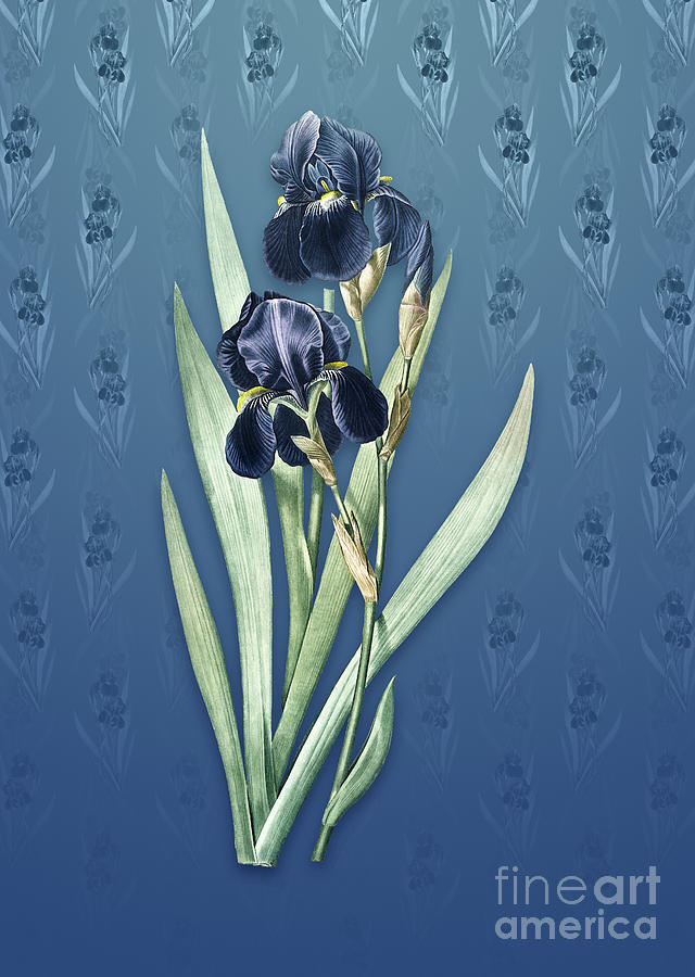 Vintage German Iris Botanical Art on Bahama Blue Pattern n.1418 Mixed Media by Holy Rock Design