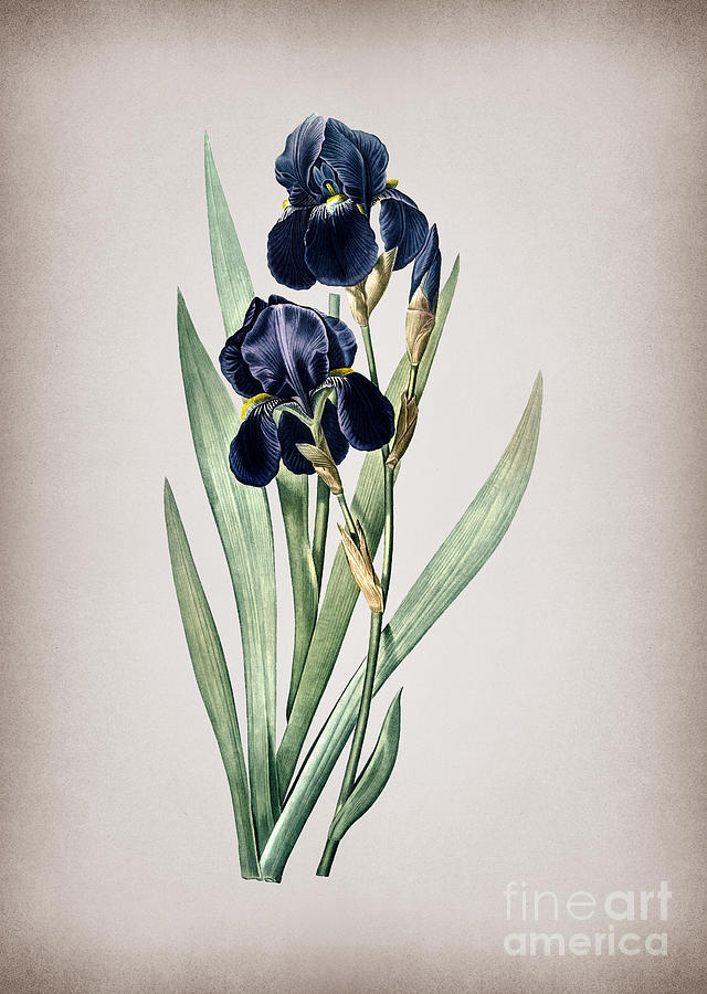 Vintage German Iris Botanical Illustration On Parchment Mixed Media