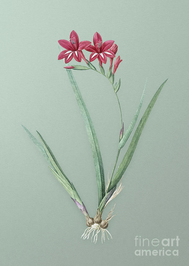 Vintage Gladiolus Cardinalis Botanical Art on Mint Green n.0526 Mixed Media by Holy Rock Design