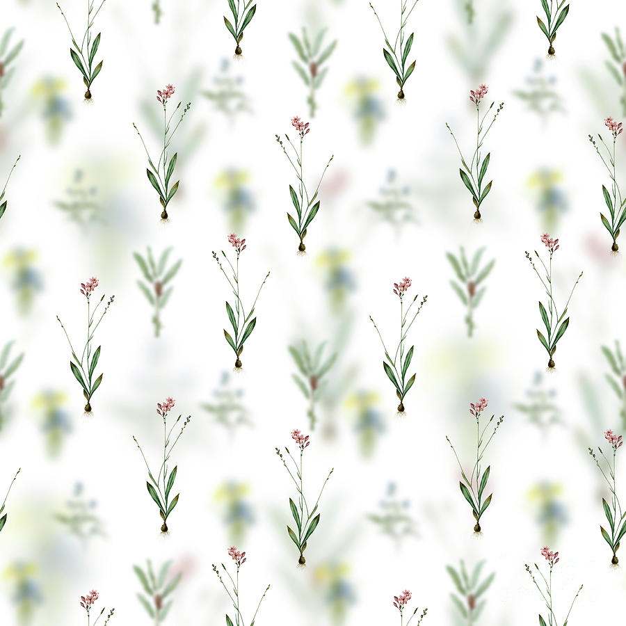 Vintage Gladiolus Junceus Floral Garden Pattern on White n.2110 Mixed Media by Holy Rock Design
